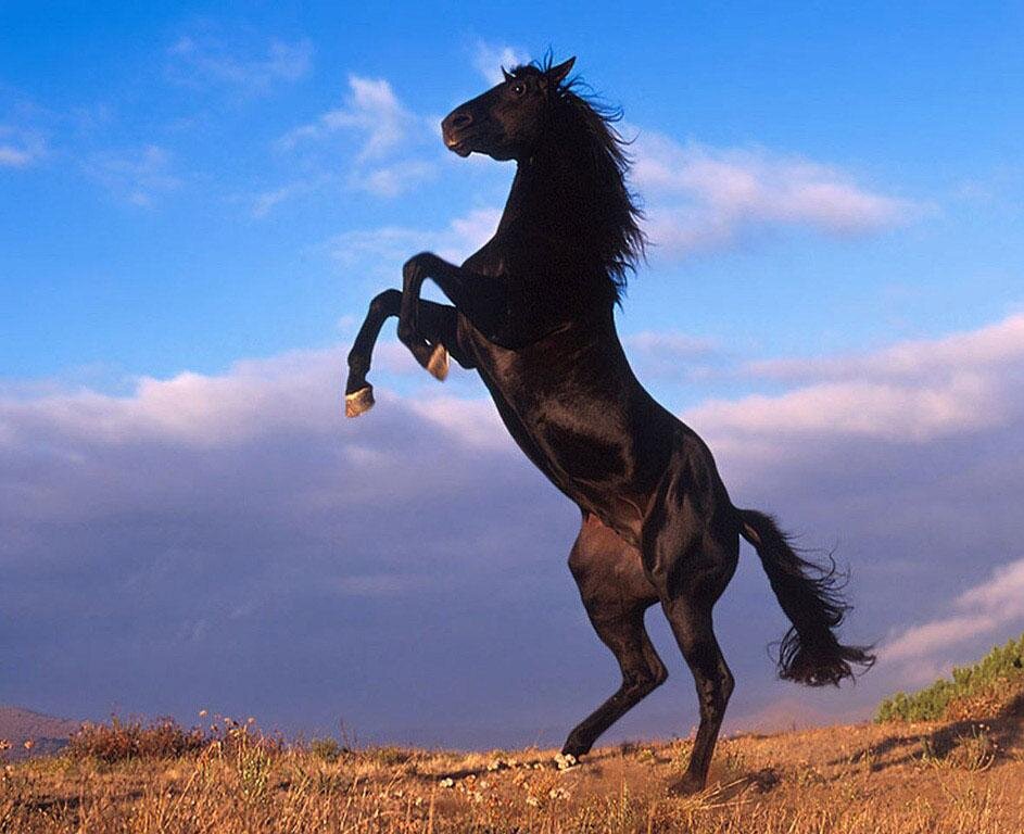ILikeHorseDaily beautiful horse tweets, quotes and pictures. ILikeHorseDaily YOUR DAILY!