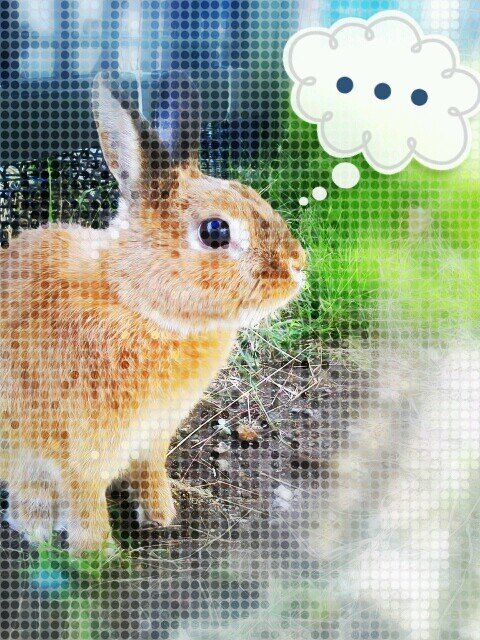 元はウサ垢🐰愛兎ハルちゃんは2016年5月15日にお月様🌛へ。猫好きうさぎ好き。
