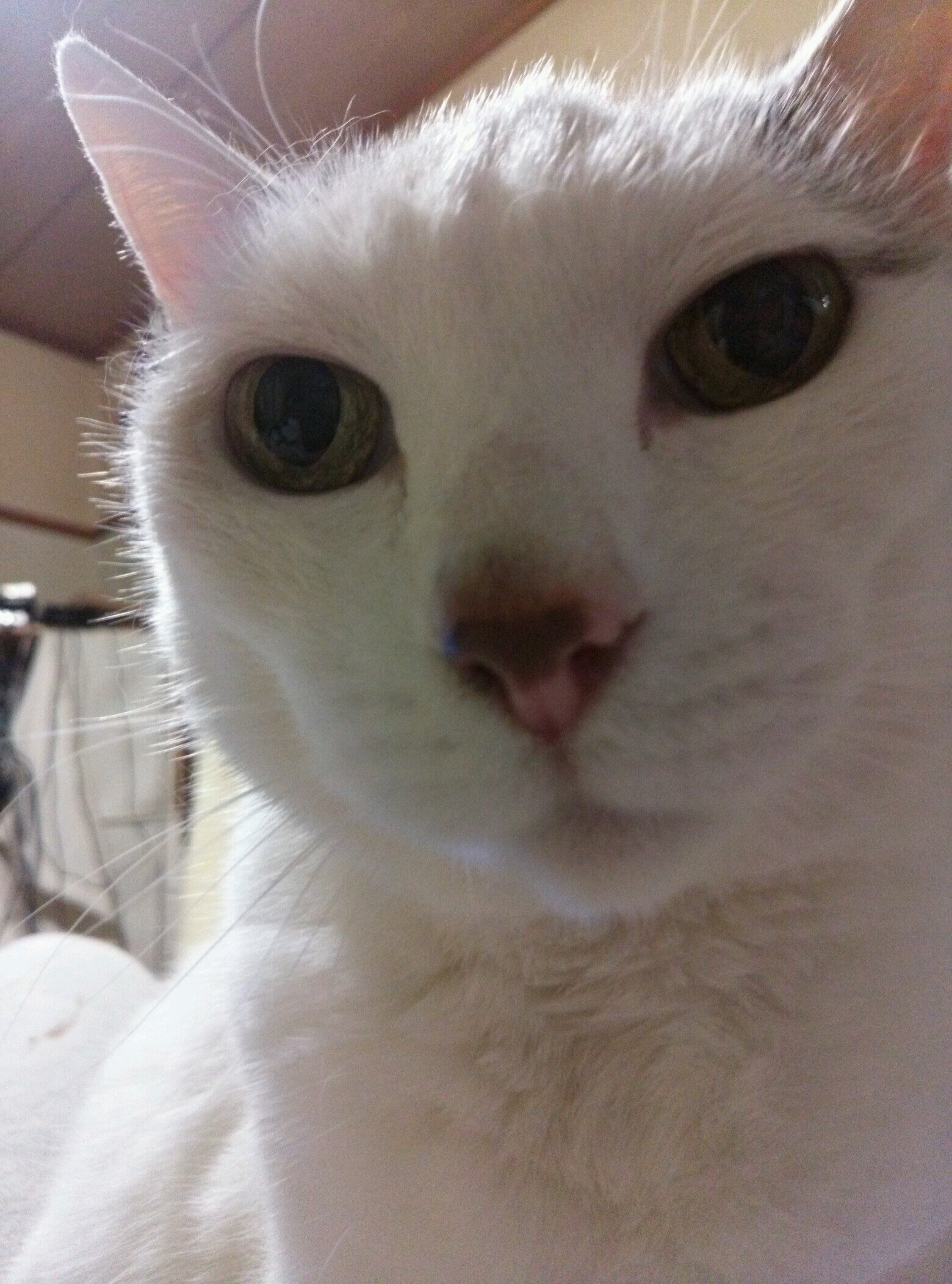 猫専用アカウント。6にゃんずのお母ちゃん♥虹の橋の愛猫達 25歳いくちゃん2022,6/30 18歳こうちゃん 2016,1/28  15歳みぃちゃん 2014,11/6  4匹兄妹 2016,6/8,かか♂ひら♂みつを♂大吉♀2022,8/3こっこ♂2025,6/28珀♀家族に 。時より辛口炸裂します、ご了承ください