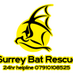 SurreyBatRescue (@surreybatrescue) Twitter profile photo SurreyBatRescue (@surreybatrescue) Twitter profile photo