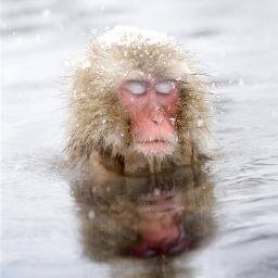 CaDifferance's profile picture. Flow Of Spice