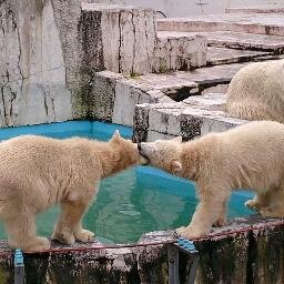 Cat, Polar Bear