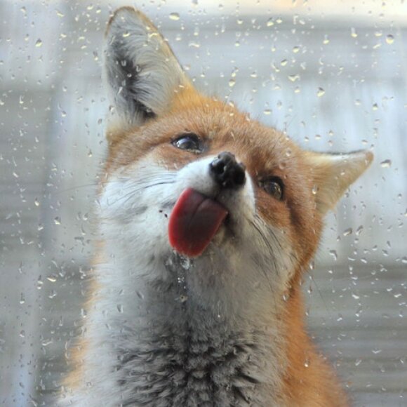 A little bit FOX