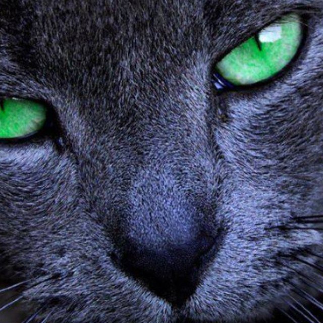 aslanimkral's profile picture. Cocuklar uyurken sessiz olun Ölürken degil!!!!!!!!!!