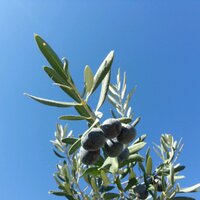 ay ayaydin (@ayayaydin) Twitter profile photo