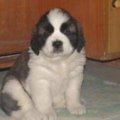 VictoriaByrne7's profile picture. Irish3 Love music,sleeping and food33