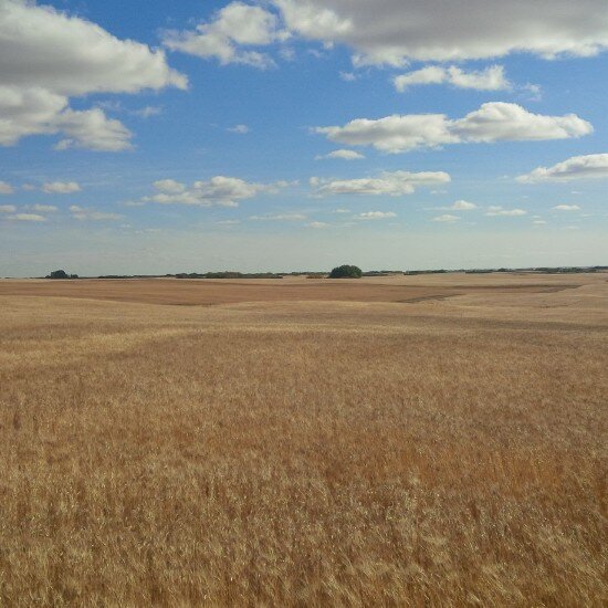 Farmer and Manufacturer in the heart of the Palliser Triangle!