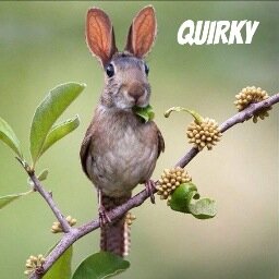 Quirky: Raro, extravagante, peculiar 🐰