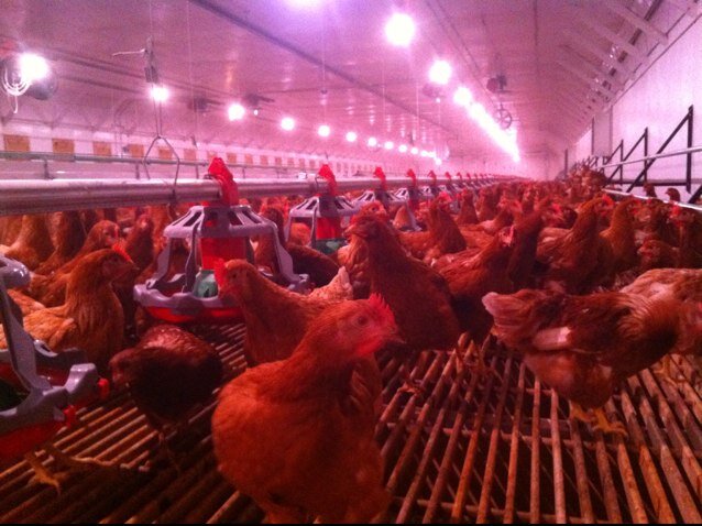 paragonfeeds's profile picture. 