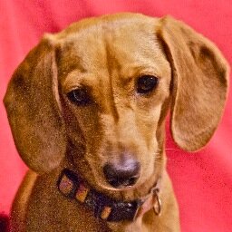 Author/Illustrator of Children's Books for 28 (!!!) years - 
oh my!!! - and meet Maggie, the Little Diva of 'Maggie's Ball'.