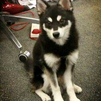 Оладушек Хорана (@nasoshec) 's Twitter Profile