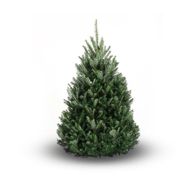 Suppliers of Premium Grade, Scottish grown, Nordmann Fir Christmas trees within London.