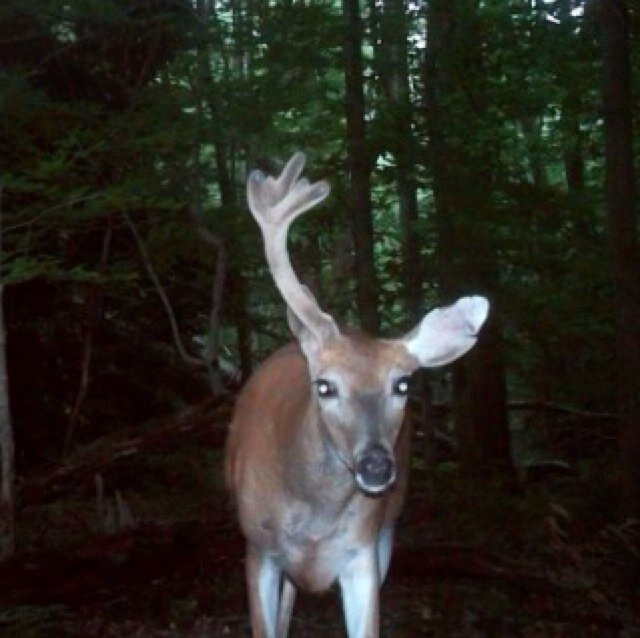 tweet me a picture of your monster bucks and i will tweet the for all of my followers to see!