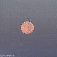 Gaia Somasca (@astrothink) 's Twitter Profile