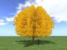 TN Tree Farm Nursery is your source for fast growing trees, shrubs, ferns and many other beautiful plants and trees! Pinterest: http://t.co/Y1ZOSWeRI1