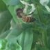 Dave The Bee (@davethepetbee) Twitter profile photo Dave The Bee (@davethepetbee) Twitter profile photo