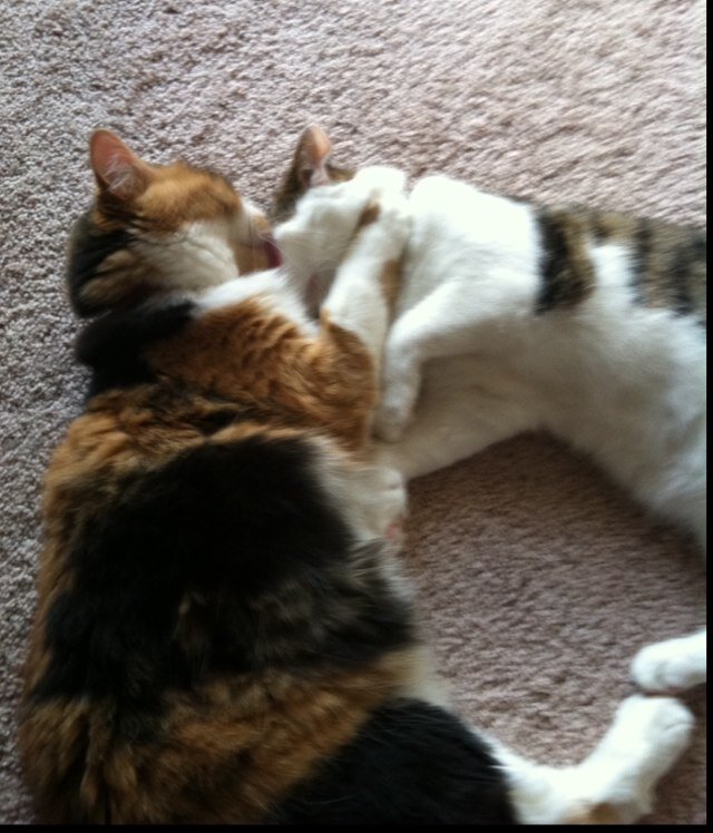 I Work out every day because I like the feeling .The most important things is my MAN and cats Ruby & Sherlock I am truely BLESSED!!!!!