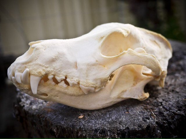 coorsgay's profile picture. 