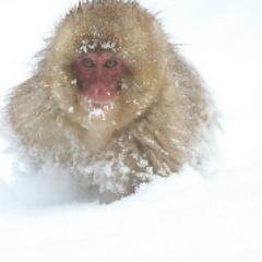 fanzhan's profile picture. 