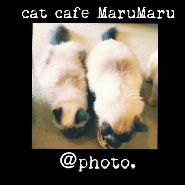大井町にある CAT CAFE MARUMARUの 店員です 気ままにPHOTを紹介していきます ❤
