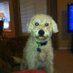 Ernie the Doodle (@erniethedoodle) Twitter profile photo