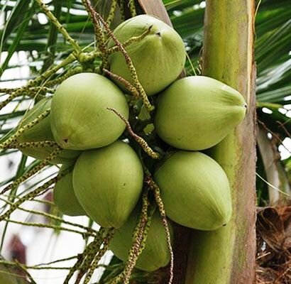 Suplier degan dan kelapa Kulonprogo. Untuk informasi lebih lanjut silahkan menghubungi 0274 6671666