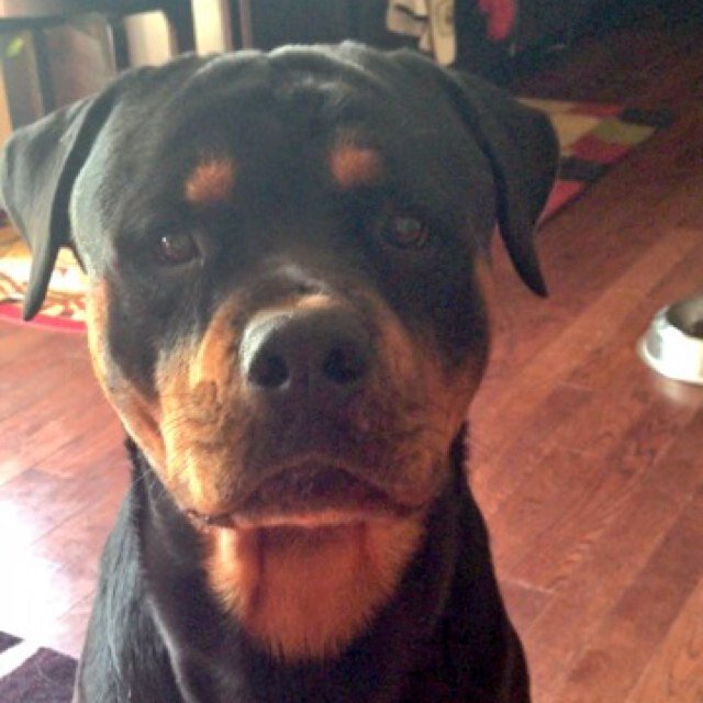 HeKeepsItReal2's profile picture. My honesty is my best/worst trait.