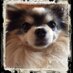 ガジラ (@molily7) Twitter profile photo ガジラ (@molily7) Twitter profile photo