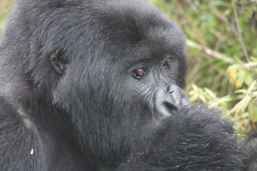 Gorilla Trek Tours is here to cater for all your Uganda, Rwanda, Kenya and Tanzania Safaris.