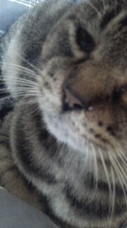 kitnonukocham's profile picture. 無気力人間。ドリフト  ぬこ様  v系  お馬さん🐴 ここちゃん🐯 こはるちゃん🐐    🥦☺️