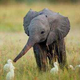 CuteBbAnimals's profile picture. ***THIS ACCOUNT IS GOING TO BE DELETED. PLEASE FOLLOW MY NEW ACCOUNT @BbAnimalPics ***