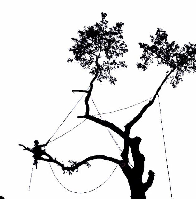 DB Tree Care is a Sheffield based Arb Approved Contractor that excels in all aspects of tree work. Specialists in difficult tree removals, reductions & planting