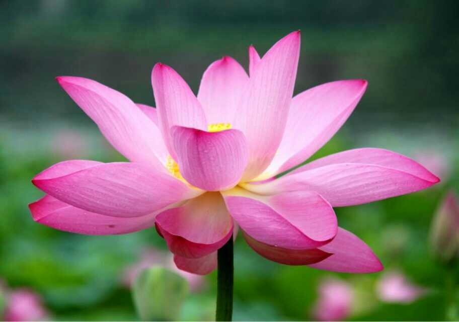 Janeyeh0805's profile picture. My heart will fly.