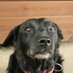 Retired PD Crisp (@rpdcrisp) Twitter profile photo Retired PD Crisp (@rpdcrisp) Twitter profile photo