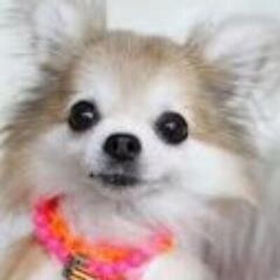 面白い犬 猫画像 Dog Omoshiroi Twitter