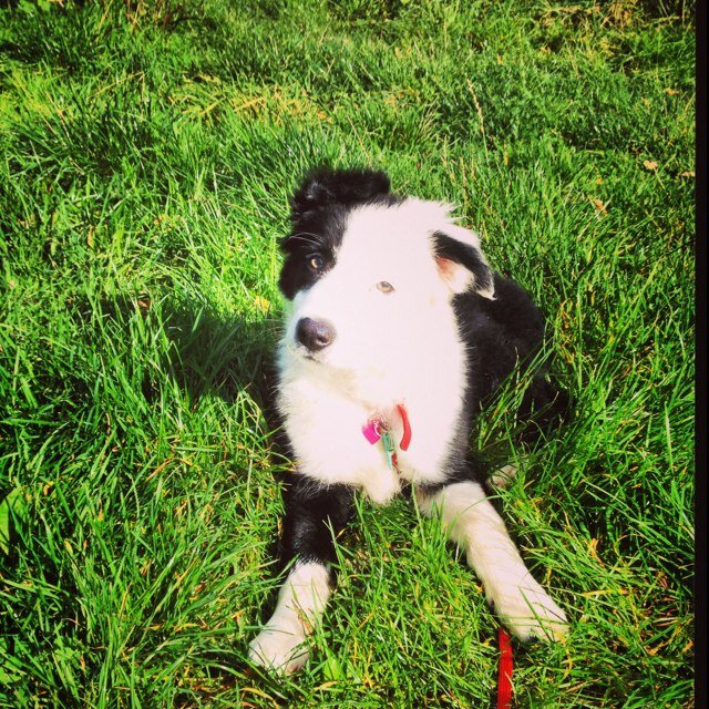 I love playing with my ball, eating, sleeping but most of all i love my Family. Im so lucky and Spoiled