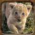 Animal Sounds App (@soundeffectfree) Twitter profile photo Animal Sounds App (@soundeffectfree) Twitter profile photo