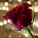 مشعل عوض العنزي (@0556256490m) Twitter