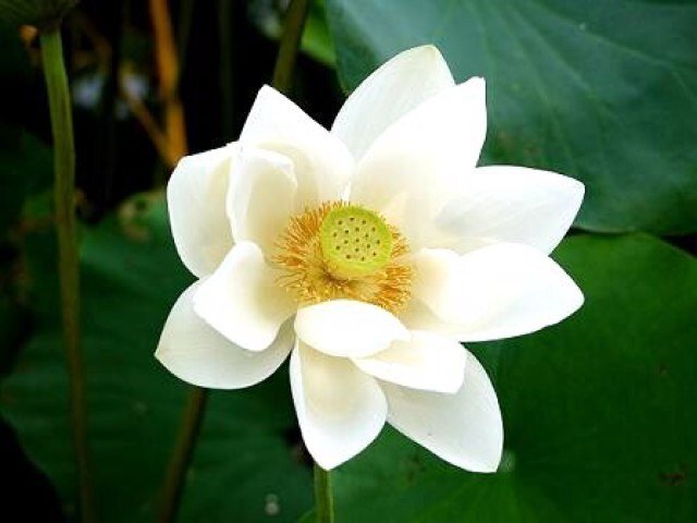 白い蓮の花 Waterlilybali Twitter 白い蓮の花 Waterlilybali Twitter
