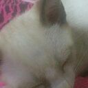 、 (@0927dendenyanya) Twitter