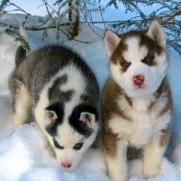 thepetsfans's profile picture. ♥ If you are a pet and animal lover, you have definitely came to the right place ♥