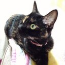 さびねこ*coco* (@05_coco_16) Twitter