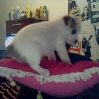 JOAO (@cantor84) 's Twitter Profile