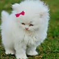 ورود (@0r00d) 's Twitter Profile