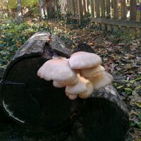 Pleurotus (@cleff413) 's Twitter Profile