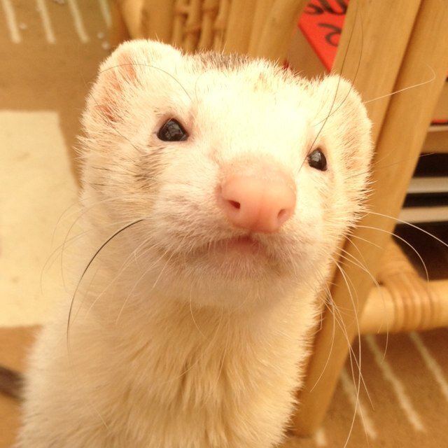 The adventures of Nashville the ferret! (RIP Knoxville xx)