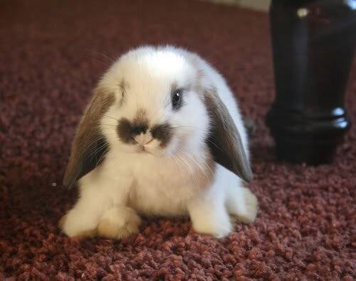 be happy because bunnies