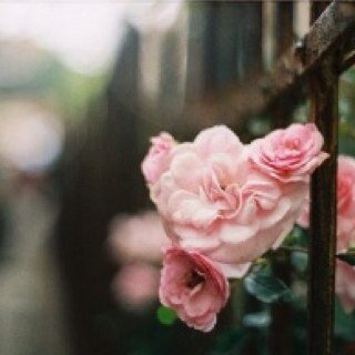 netac1993's profile picture. اخجل كثيراً ، وأحب الهدوء ، أكره الفوضى والإزعاج!