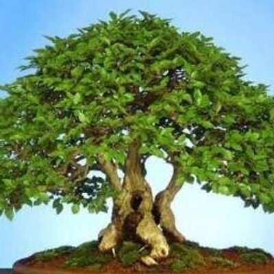 el arbol