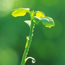 Thích chém gió và ăn thịt chó